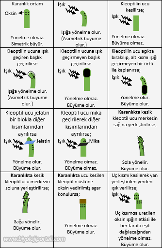Bitki filizleri (kleoptil) ile yapılan oksin hormonu deneyleri